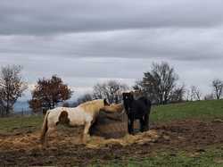 Illustration de la galerie